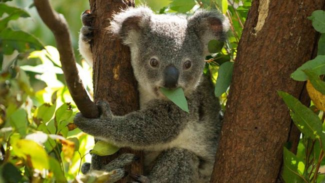 koala