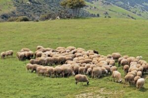 Για πρώτη φορά συνεδρίασε η Ομάδα Εργασίας του ΥΠΑΑΤ για τα προβλήματα της κτηνοτροφίας