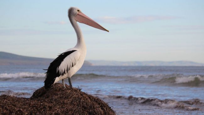 pelican shutterstock