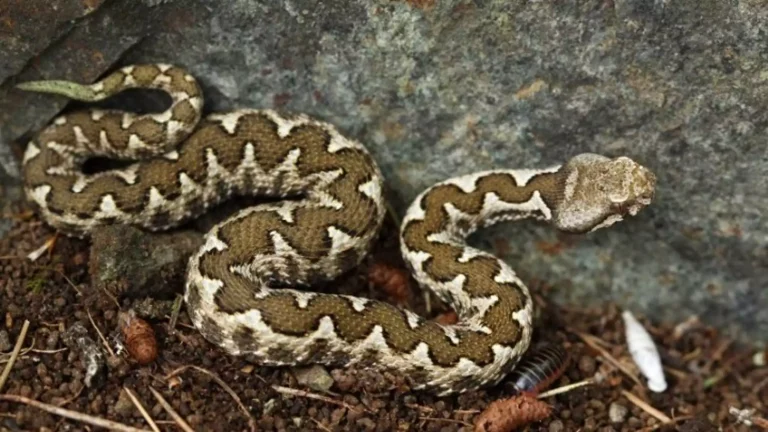 fidi snake oxia apempe 13 05 2021 2048x1152
