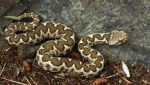 fidi snake oxia apempe 13 05 2021 2048x1152