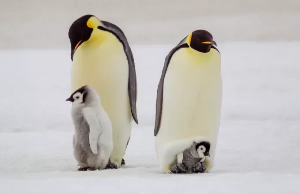 penguins st.jpg