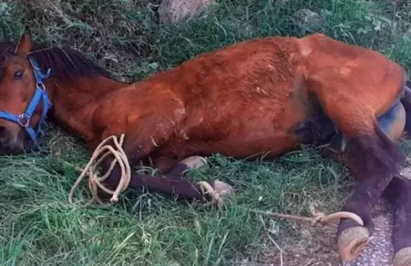 horse tortured.jpg
