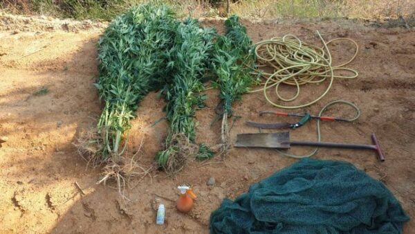 21 6 2023 Συνελήφθη καλλιεργητής ναρκωτικών στην Ηλεία (1)