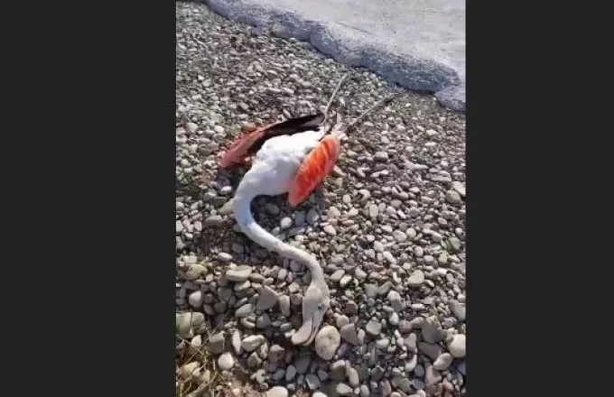 flamingo.jpg