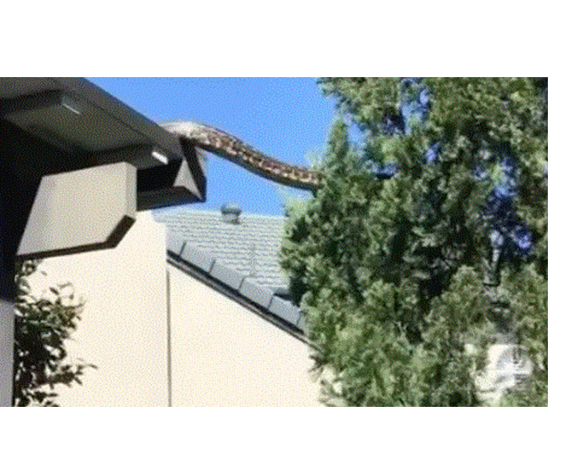 snake