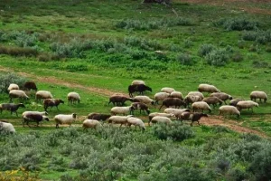 Θανατώθηκε το πρώτο κοπάδι αιγοπροβάτων στην Αιτωλοακαρνανία