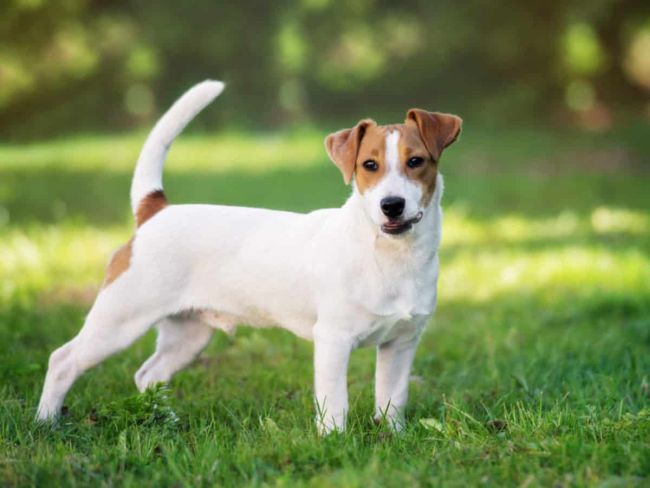 jack russell terrier