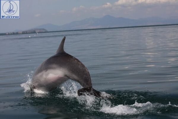 dolphin amvrakikos 1