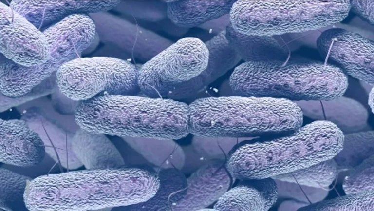 bacteria