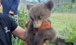 Κοζάνη: Ορφανό αρκουδάκι βρέθηκε σε αυλή σπιτιού