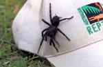 Αράχνη μαύρη χήρα τσίμπησε 35χρονο στην Λευκάδα