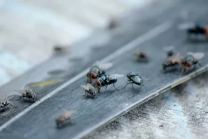 Μπορούν οι μύγες να σώσουν τον πλανήτη;