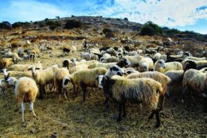 Τα μέτρα της Γενικής Διεύθυνσης Κτηνιατρικής για την ευλογιά έως 22 Νοεμβρίου