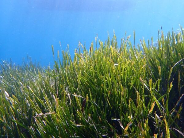 posidonia oceanica (l)