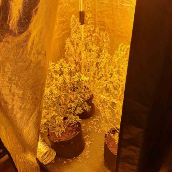 Συνελήφθη άνδρας στο Αγρίνιο για καλλιέργεια και κατοχή ναρκωτικών (2)