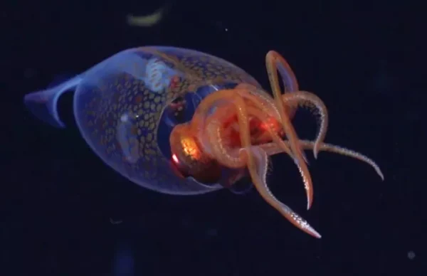 kalamari atlantikos.png