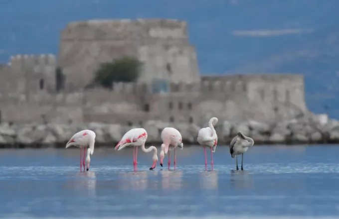 flamingo nafplio ape.jpg