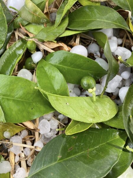 xalazi kalyvia maios 1