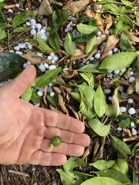 xalazi kalyvia maios 3