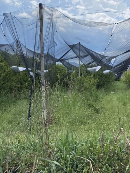 xalazi kalyvia maios 9