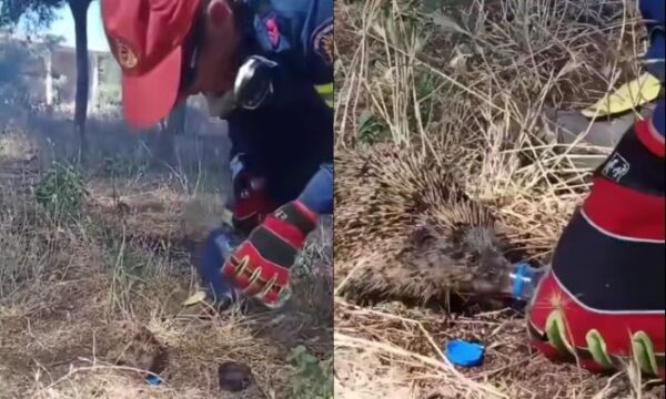 51442301 skantzoxoiros kilkis