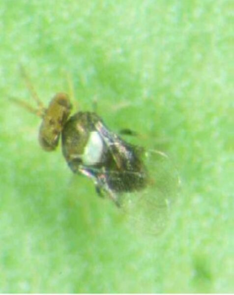 ΩΦΕΛΙΜΟ ΕΝΤΟΜΟ encarsia smithi