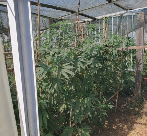 08 07 2025 Συνελήφθη άνδρας στο Αγρίνιο για καλλιέργεια και διακίνηση ναρκωτικών (1)