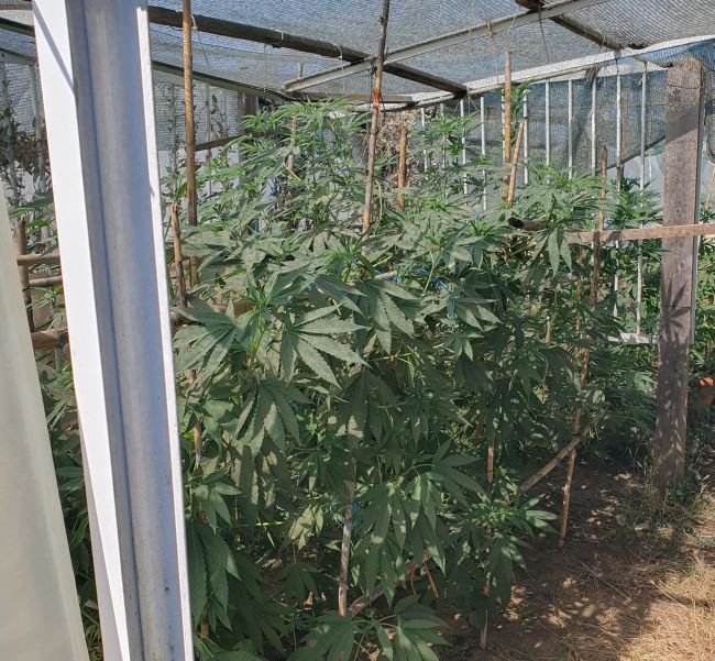 08 07 2025 Συνελήφθη άνδρας στο Αγρίνιο για καλλιέργεια και διακίνηση ναρκωτικών (1)