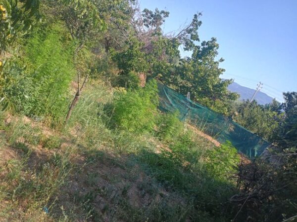 17 07 2025 Σύλληψη άνδρα στο Μεσολόγγι για καλλιέργεια και διακίνηση ναρκωτικών (1)