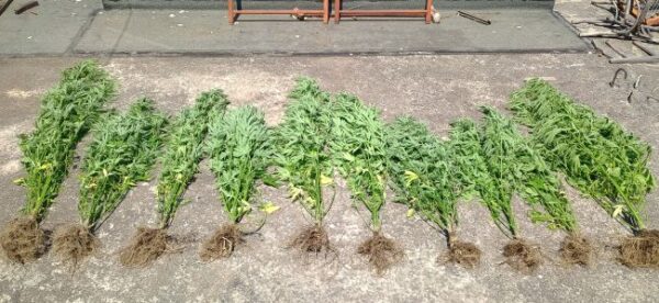 17 07 2025 Σύλληψη άνδρα στο Μεσολόγγι για καλλιέργεια και διακίνηση ναρκωτικών (4)