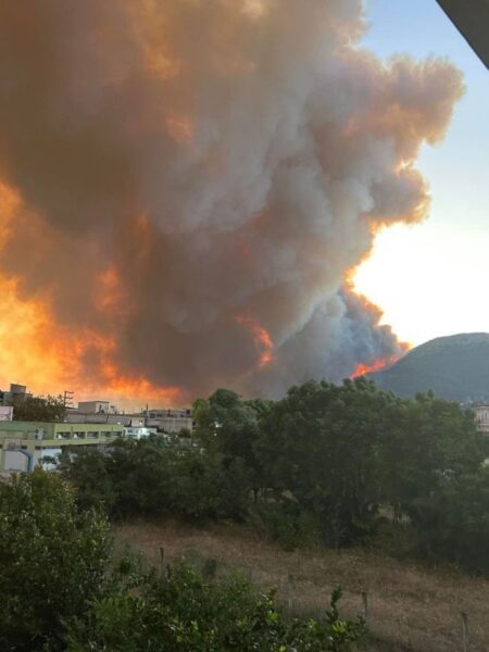 fotia bonitsa2