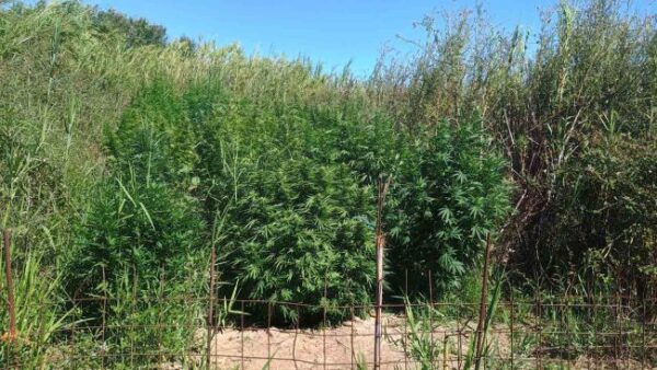 03 09 2025 Εντοπίστηκε φυτεία δενδρυλλίων κάνναβης στην Αιτωλοακαρνανία (1)