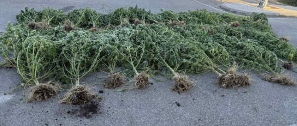 03 09 2025 Εντοπίστηκε φυτεία δενδρυλλίων κάνναβης στην Αιτωλοακαρνανία (2)