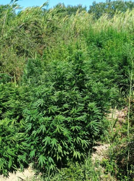 03 09 2025 Εντοπίστηκε φυτεία δενδρυλλίων κάνναβης στην Αιτωλοακαρνανία (3)
