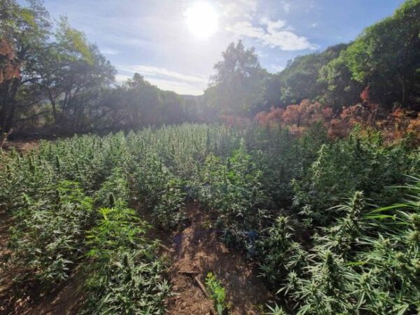 04 09 2025 Εξαρθρώθηκε εγκληματική οργάνωση τα μέλη της οποίας δραστηριοποιούνταν στην καλλιέργεια δενδρυλλίων κάνναβης (12)