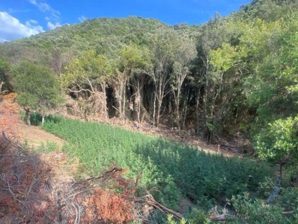 04 09 2025 Εξαρθρώθηκε εγκληματική οργάνωση τα μέλη της οποίας δραστηριοποιούνταν στην καλλιέργεια δενδρυλλίων κάνναβης (2)