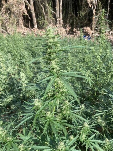 04 09 2025 Εξαρθρώθηκε εγκληματική οργάνωση τα μέλη της οποίας δραστηριοποιούνταν στην καλλιέργεια δενδρυλλίων κάνναβης (4)