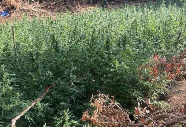 04 09 2025 Εξαρθρώθηκε εγκληματική οργάνωση τα μέλη της οποίας δραστηριοποιούνταν στην καλλιέργεια δενδρυλλίων κάνναβης (5)