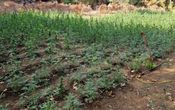 04 09 2025 Εξαρθρώθηκε εγκληματική οργάνωση τα μέλη της οποίας δραστηριοποιούνταν στην καλλιέργεια δενδρυλλίων κάνναβης (6)