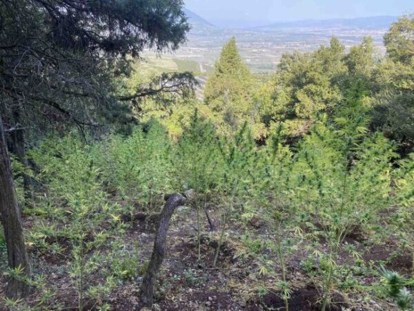 16 9 2025 Εντοπίστηκε οργανωμένη φυτεία κάνναβης με (578) δενδρύλλια σε δασική περιοχή της Φθιώτιδας