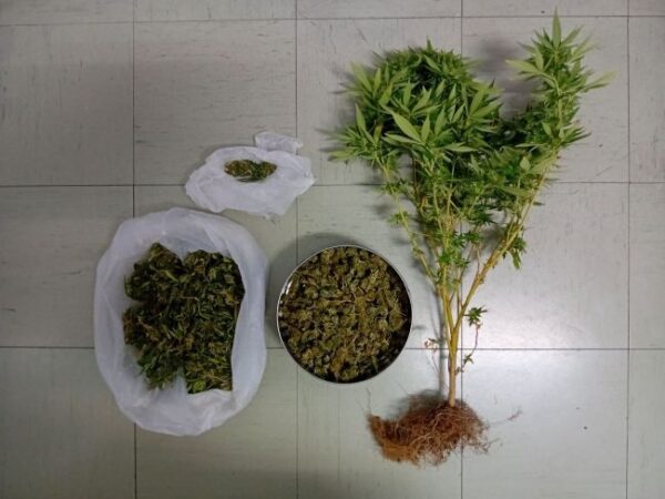 25 9 2025 Συνελήφθη άνδρας στο Μεσολόγγι για καλλιέργεια και κατοχή ναρκωτικών