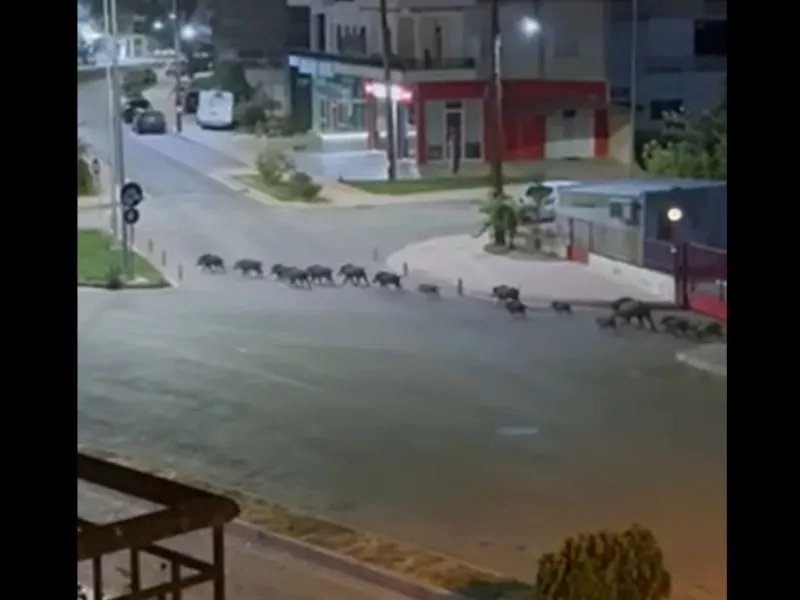agriogourouna.jpg