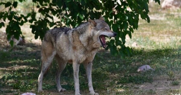 lykos 1 1200x630.jpg