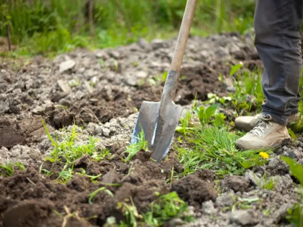 shutterstock 2413262753.jpg