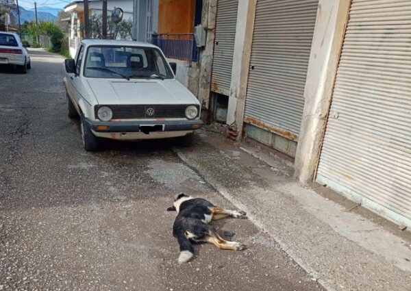 kalyvia foles adespota skylia 1