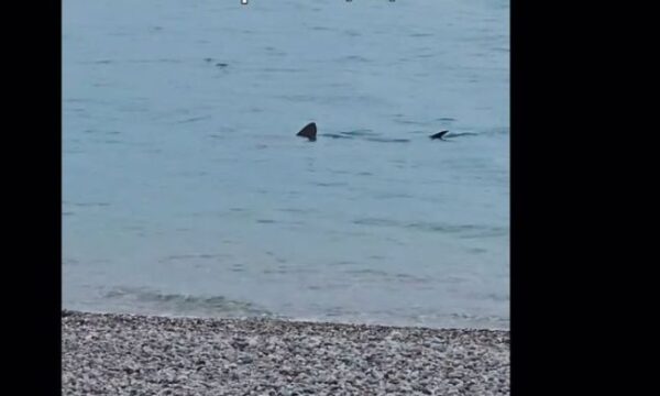 8ee114cb karxarias loutraki