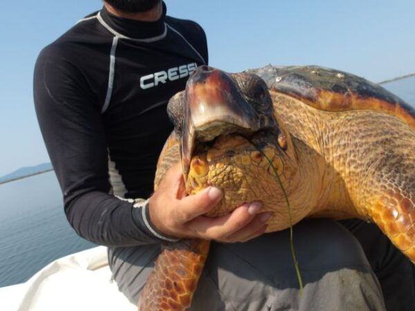 jawless 2 03b5ecdf61