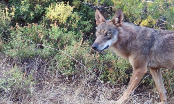 callisto lykos 4 scaled