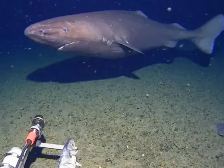captureshark.jpg